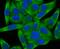 Wnt Family Member 2B antibody, NBP2-75713, Novus Biologicals, Immunofluorescence image 