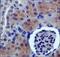 PDZ Domain Containing 1 antibody, NB400-149, Novus Biologicals, Immunohistochemistry frozen image 