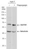 Sequestosome 1 antibody, PA5-27247, Invitrogen Antibodies, Western Blot image 