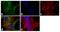 Synuclein Alpha antibody, 32-8200, Invitrogen Antibodies, Immunofluorescence image 