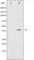 JunD Proto-Oncogene, AP-1 Transcription Factor Subunit antibody, abx011040, Abbexa, Western Blot image 