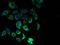 Interferon Induced Transmembrane Protein 1 antibody, A51681-100, Epigentek, Immunofluorescence image 