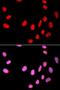 Cell Division Cycle 25C antibody, LS-C331630, Lifespan Biosciences, Immunofluorescence image 