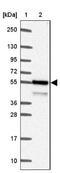 Nuclear Factor, Erythroid 2 Like 1 antibody, NBP2-39057, Novus Biologicals, Western Blot image 