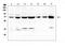 Lymphocyte Cytosolic Protein 1 antibody, A03361, Boster Biological Technology, Western Blot image 