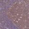 Nicotinamide Phosphoribosyltransferase antibody, NBP2-46755, Novus Biologicals, Immunohistochemistry frozen image 