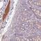 Complement Factor H antibody, NBP2-33933, Novus Biologicals, Immunohistochemistry paraffin image 