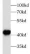 Beta-Actin antibody, FNab00873, FineTest, Western Blot image 