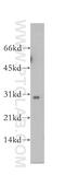 SCO Cytochrome C Oxidase Assembly Protein 1 antibody, 12614-1-AP, Proteintech Group, Western Blot image 