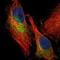 Apolipoprotein A4 antibody, NBP1-86164, Novus Biologicals, Immunofluorescence image 