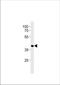 Heterogeneous Nuclear Ribonucleoprotein A/B antibody, TA324812, Origene, Western Blot image 