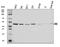 AP2M1 antibody, A06179-3, Boster Biological Technology, Western Blot image 