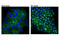 Signal Transducer And Activator Of Transcription 2 antibody, 72604S, Cell Signaling Technology, Immunofluorescence image 