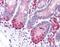 Leucine Rich Repeat Neuronal 4 antibody, orb96722, Biorbyt, Immunohistochemistry paraffin image 