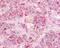 G Protein-Coupled Receptor 12 antibody, 48-205, ProSci, Immunohistochemistry paraffin image 