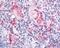 Integrin Subunit Alpha 2 antibody, 48-405, ProSci, Immunohistochemistry frozen image 