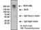 BCR Activator Of RhoGEF And GTPase antibody, MA1-153, Invitrogen Antibodies, Immunoprecipitation image 