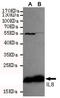 C-X-C Motif Chemokine Ligand 8 antibody, STJ99047, St John