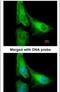 ArfGAP With GTPase Domain, Ankyrin Repeat And PH Domain 1 antibody, PA5-21741, Invitrogen Antibodies, Immunofluorescence image 