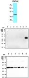 Tyrosine 3-Monooxygenase/Tryptophan 5-Monooxygenase Activation Protein Theta antibody, MBS200131, MyBioSource, Western Blot image 