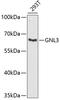 G Protein Nucleolar 3 antibody, A6459, ABclonal Technology, Western Blot image 
