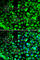 Calumenin antibody, A6538, ABclonal Technology, Immunofluorescence image 