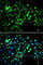 Metal Response Element Binding Transcription Factor 2 antibody, A7077, ABclonal Technology, Immunofluorescence image 