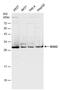 Msh Homeobox 2 antibody, PA5-78064, Invitrogen Antibodies, Western Blot image 