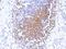 Paired Box 8 antibody, GTX34962, GeneTex, Immunohistochemistry paraffin image 