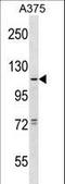 Taste 1 Receptor Member 1 antibody, LS-C161708, Lifespan Biosciences, Western Blot image 