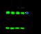 Diablo IAP-Binding Mitochondrial Protein antibody, 10339-RP02, Sino Biological, Immunoprecipitation image 