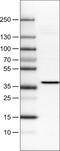 ERCC Excision Repair 1, Endonuclease Non-Catalytic Subunit antibody, NBP2-34480, Novus Biologicals, Western Blot image 