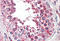 Cytochrome C Oxidase Subunit 4I1 antibody, MBS242438, MyBioSource, Immunohistochemistry paraffin image 