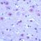 Glutamate Metabotropic Receptor 5 antibody, PA5-32494, Invitrogen Antibodies, Immunohistochemistry frozen image 