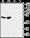 Sodium-dependent proline transporter antibody, GTX65943, GeneTex, Western Blot image 