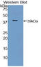 Insulin Receptor antibody, LS-C304066, Lifespan Biosciences, Western Blot image 