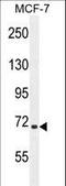 SEL1L Adaptor Subunit Of ERAD E3 Ubiquitin Ligase antibody, LS-C168939, Lifespan Biosciences, Western Blot image 