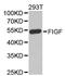 Vascular Endothelial Growth Factor D antibody, A13617, ABclonal Technology, Western Blot image 