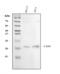 CD9 Molecule antibody, A01202-2, Boster Biological Technology, Western Blot image 