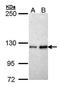 Fibulin 2 antibody, orb69762, Biorbyt, Western Blot image 