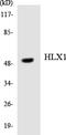 H2.0 Like Homeobox antibody, LS-C292060, Lifespan Biosciences, Western Blot image 