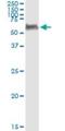 Peptidase D antibody, H00005184-M01, Novus Biologicals, Immunoprecipitation image 