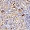 Kininogen 1 antibody, NBP1-89994, Novus Biologicals, Immunohistochemistry frozen image 