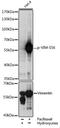 Vimentin antibody, AE00239, Aeonian Biotech, Western Blot image 