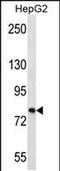 Fibronectin Type III Domain Containing 7 antibody, PA5-48352, Invitrogen Antibodies, Western Blot image 