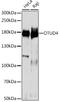 OTU Deubiquitinase 4 antibody, LS-C750197, Lifespan Biosciences, Western Blot image 