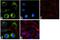 FAS antibody, 711092, Invitrogen Antibodies, Immunofluorescence image 