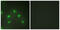 Heterogeneous Nuclear Ribonucleoprotein L antibody, abx013395, Abbexa, Western Blot image 
