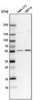 Cereblon antibody, NBP1-91810, Novus Biologicals, Western Blot image 