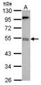 Bromodomain Containing 9 antibody, NBP2-15614, Novus Biologicals, Western Blot image 
